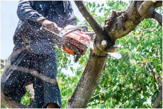 tree services Mercer